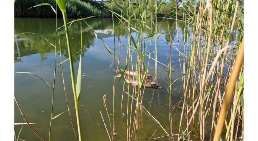 Magzatkárósítóként besorolt oldószert találtak helyi civilek a Greenpeace-szel a komáromi ipari park víztározójában
