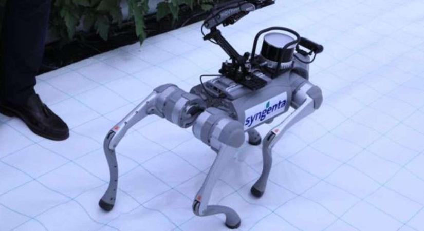 Négylábú robot forradalmasíthatja az üvegházi növénytermesztést