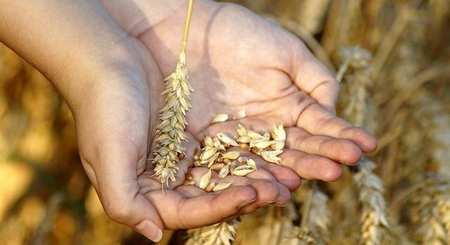 Indul a Magyarok Kenyere adománygyűjtés