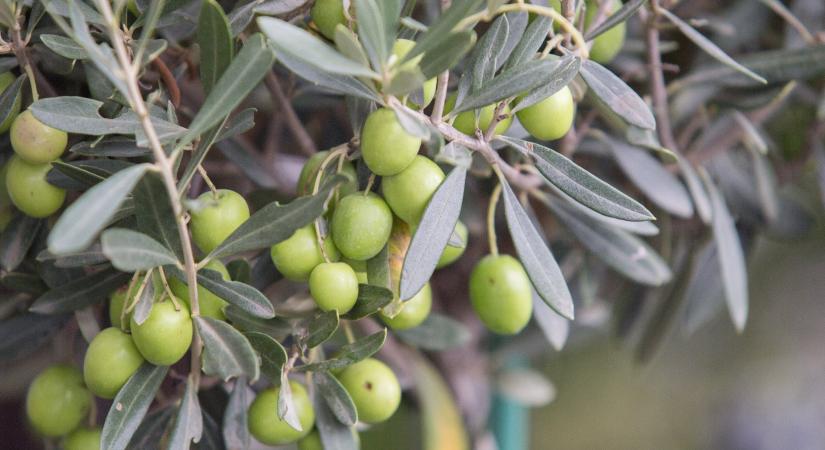 Új mediterrán luxusnövény hódít a magyar kertekben, a leander már lejárt lemez