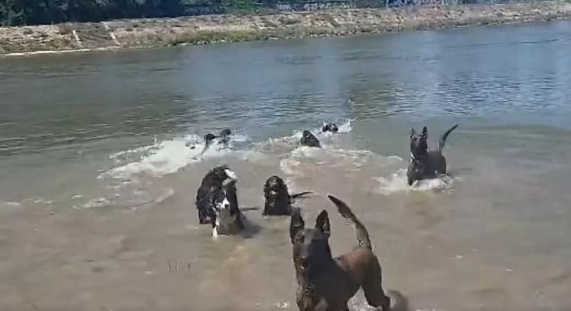 Így hűsölnek a mentőkutyák a legnagyobb hőségben – videó