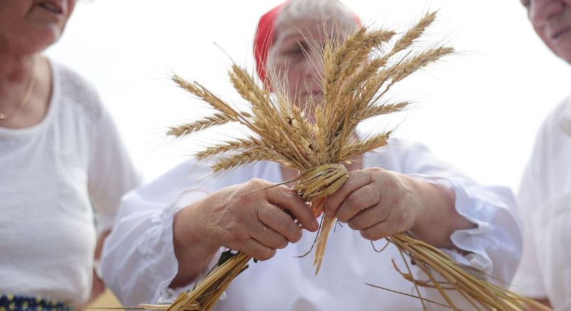 Kaszák villantak a tűző napfényben, aratófesztivált tartottak Sarudon