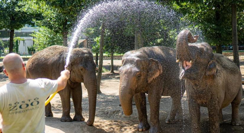 Ettől cukibbat ma aligha láthatsz – így hűsölnek az állatpark lakói