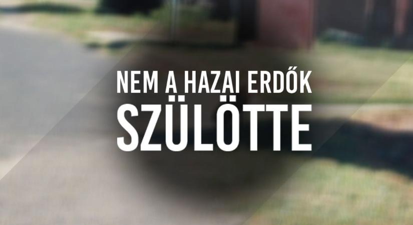 Rejtélyes jövevény bukkant fel a kertek alatt: dél-amerikai rágcsálót fotóztak Nyíregyháza mellett