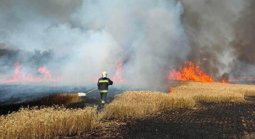 Megint gabona és erdő égett a pápóci határban, sok tűzoltó vonult a helyszínre - fotók, videó