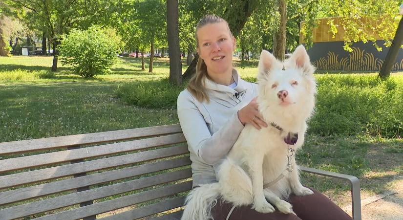 Felelőtlen tenyésztés miatt született süketen és szem nélkül Mia, a különleges border collie