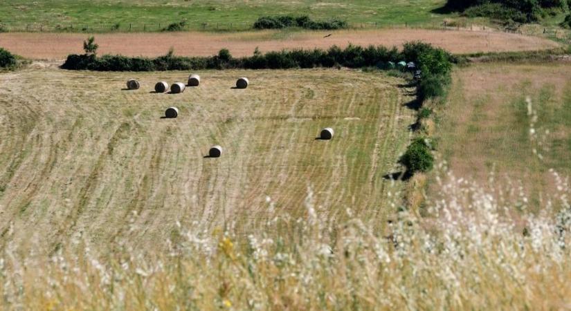 Hőkupola: a francia hőség a magyar kukoricapiacot is felkavarhatja
