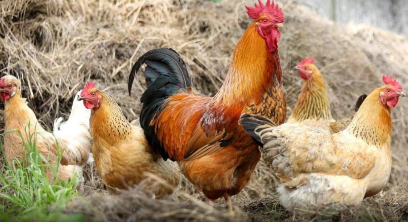 Megéri ma tanyára költözni? Ezekkel a költségekkel sokan nem számolnak