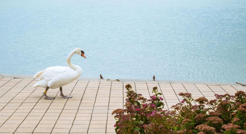 Te is odáig vagy a Balatonért? Lássuk, mennyit tudsz róla!