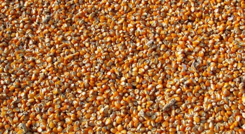 Erre vár mindenki: az USDA-jelentés megmozgathatja a kukorica és a szója piacát