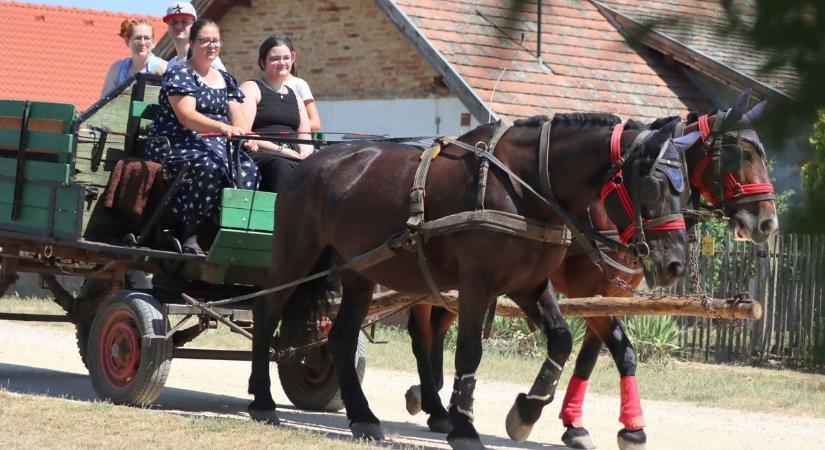 A hőség sem húzta keresztül a számításaikat