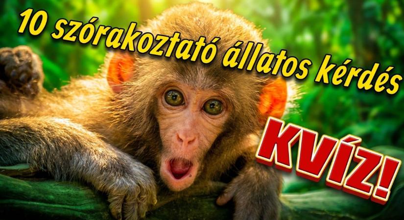 Állatos kvíz: Vajon tudsz felelni mind a 10 szórakoztató állatos kérdésre?