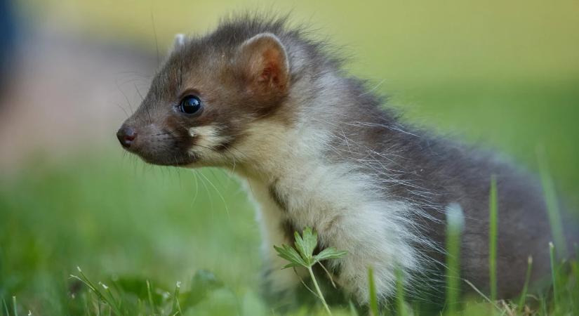 Mit utálnak a nyestek? 51 módszer, amellyel távol tarthatjuk őket