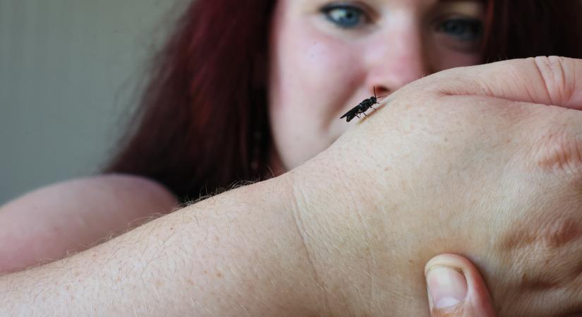 Bettina az igazi legyek ura: a debreceni anyuka tenyészti a rovarokat, amik mindenkit idegesítenek, de jó oka van rá