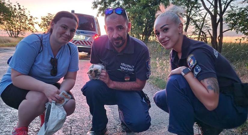 Sikeresen befogták szántóföldön csatangoló bájos kiscicát