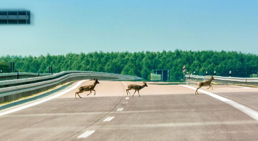 Őzveszély az M5-ösön! – kié a felelősség, ha baleset történik?