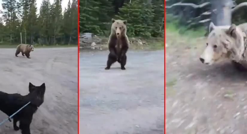 A hét legfélelmetesebb videója: medve támad rá egy kutyát sétáltató nőre