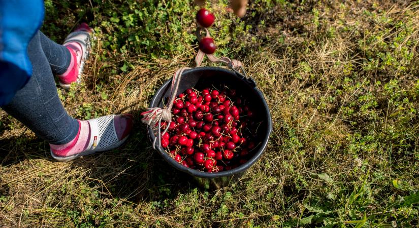 Brutális munkaerőhiány: vendégmunkások nélkül összeomolhat az ágazat
