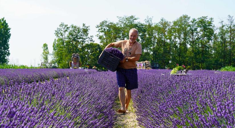 Varázsföldön jártunk: a levendulaültetvénnyel egy álma vált valóra a Cseke házaspárnak