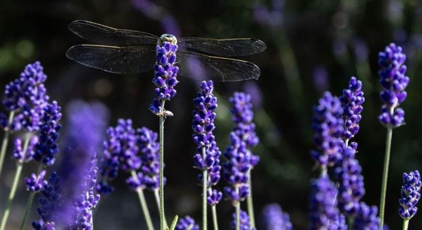 Százéves a tihanyi levendula: új korszak kezdődik, megszületett a Sacra Botanica