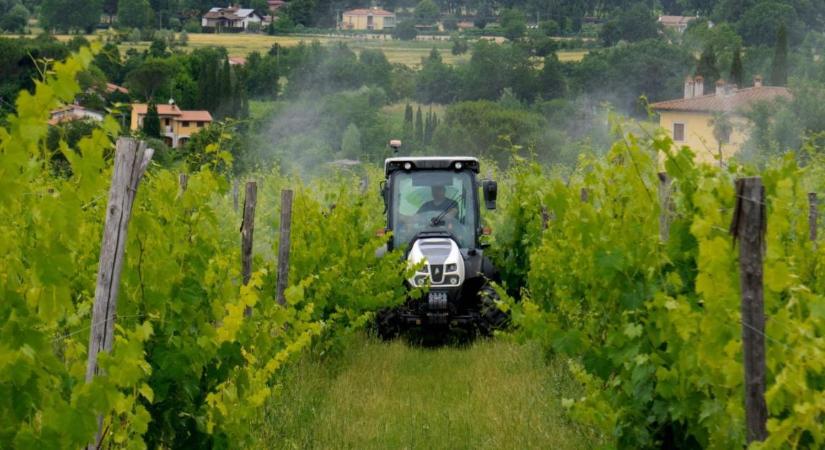 Vészhelyzet a szőlőültetvényekben: a következő 15–20 nap kulcsfontosságú