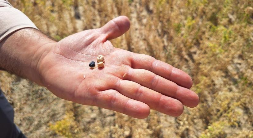 Mediterrán megoldások magyar kihívásokra: tanulságok az IMIDRA kutatóintézetből II. rész