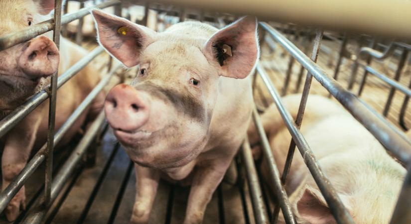 Nem várt történés forgatja fel a termelők életét: sokan óriásit bukhatnak ezen