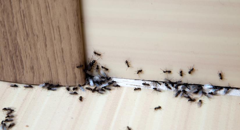 Filléres fűszer az ablakba, és távol maradnak a lakástól a hangyák