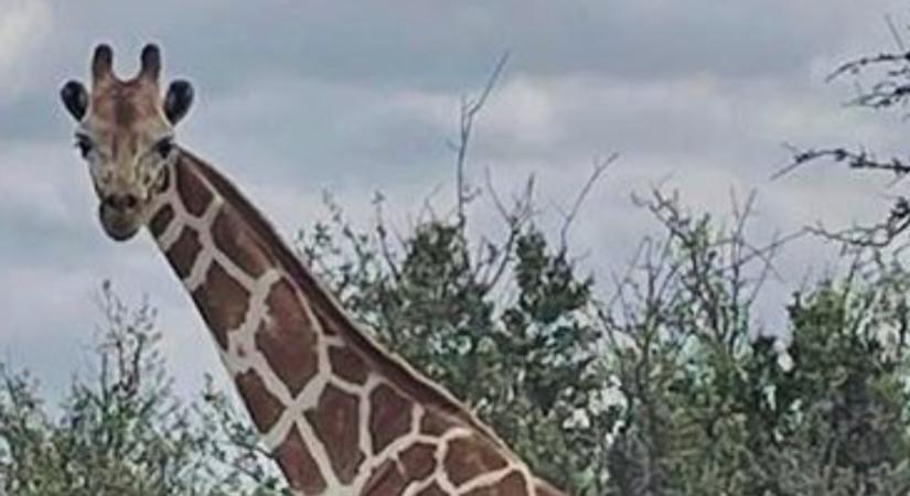 Texasban két hét után megtalálták az otthonából elkóborolt zsiráfot