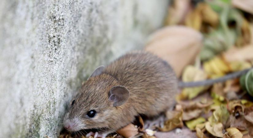 Vigyázz, a patkányok és az egerek az otthonodba menekülhetnek a hőség elől! – így előzheted meg a bajt