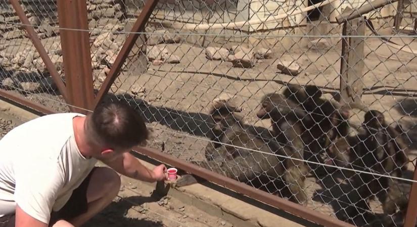 Az állatok se bírják a kánikulát, fagyival vészelik át a napot a makik - videó