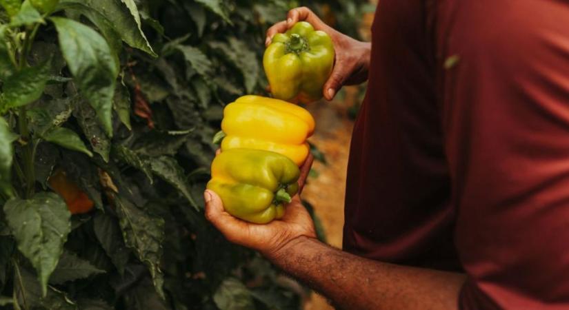 A paprika nem akar bepirosodni? A hőség és a fajta is befolyásolhatja az érést