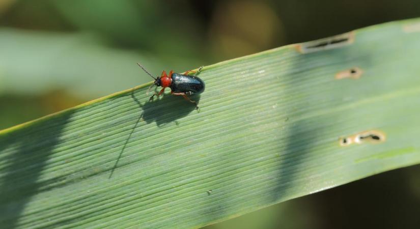 Majdnem bio: működik a peszticidmentes, de műtrágyás technológia?