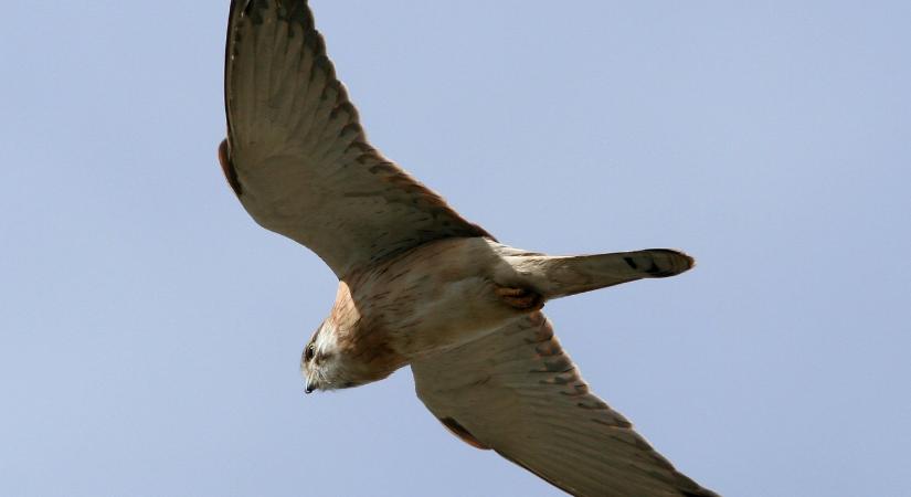 A vércsék módjára repülő kis méretű drónok leküzdik a nagyobb turbulenciákat is