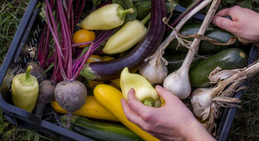 Több mint egy jelölés: mit jelent az ökológiai gazdálkodás a gyakorlatban?