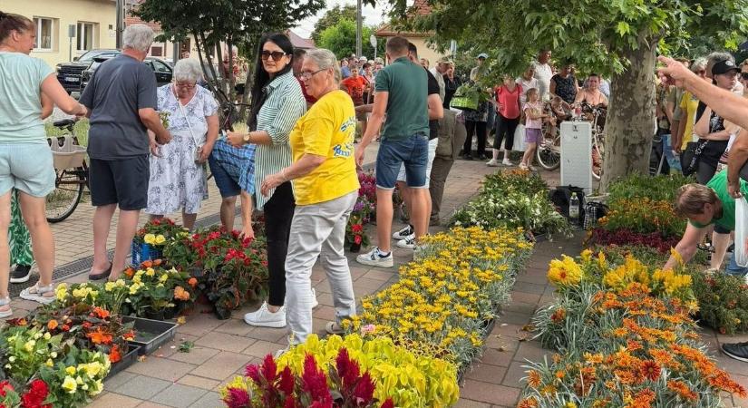 Balogh Máté ismét virágba borította Szandaszőlőst: egy óra alatt kapkodták el a 2000 növényt