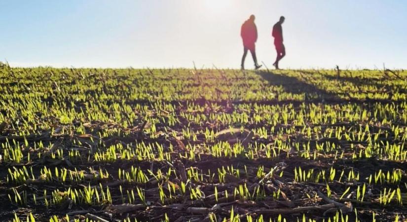 Regeneratív gazdálkodás 11 növénnyel: így csökkentették töredékére költségeiket az agárdi gazdák