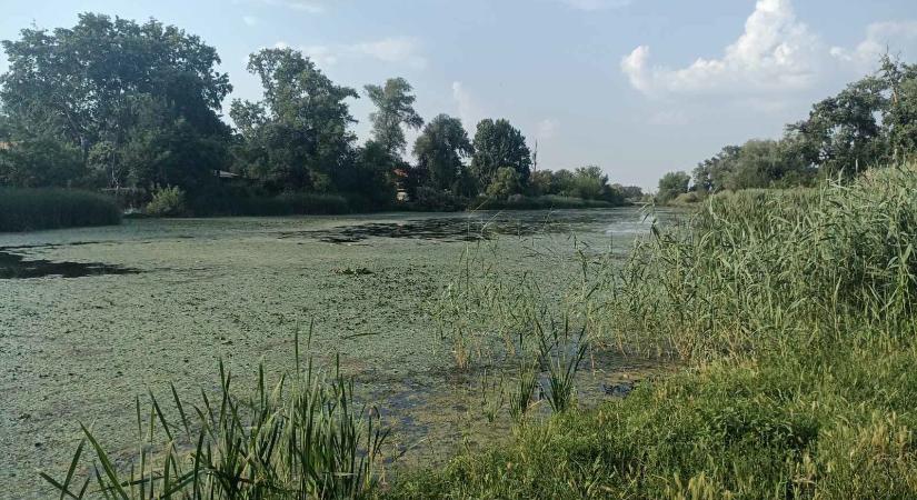 Belepusztultak a halak a hőségbe – melegszik a víz, kritikus szintre süllyedt az oxigénszint a Ráckevei-Duna-ágban