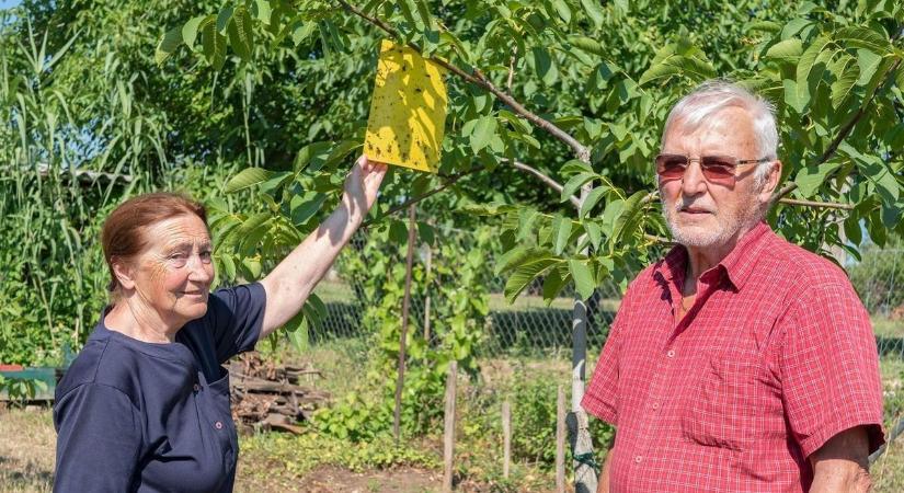 Támad a dióburok-fúrólégy, most dől el, lesz-e idén termés?