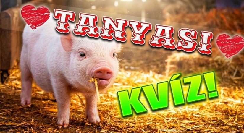 Kvíz: Tudod, milyen állatot takar az ürü vagy a gödölye?