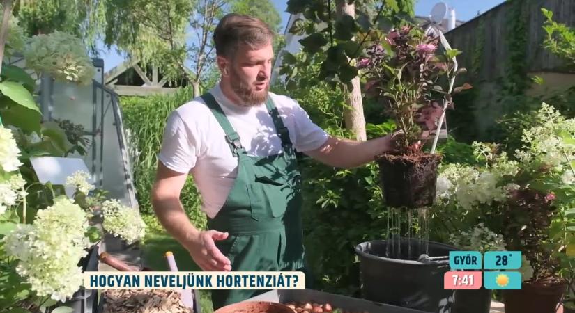Megyeri Szabolcs elárulta, hogyan menthetjük meg a hortenziákat a kertben