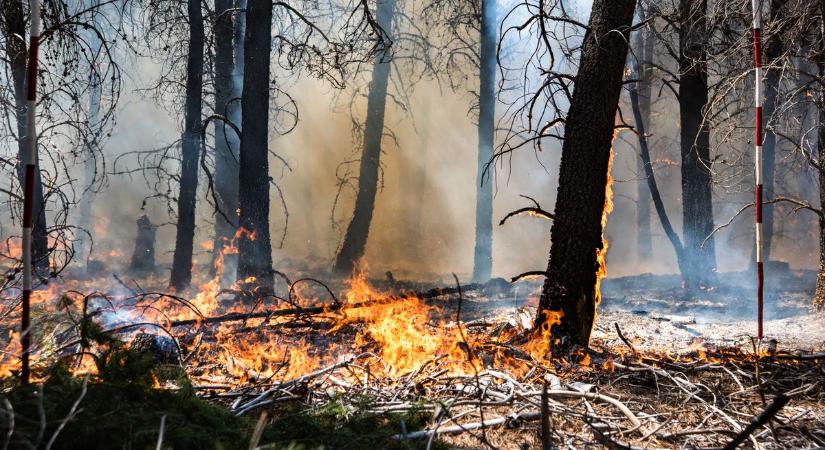 Akácerdő aljnövényzete kapott lángra Lajosmizsén