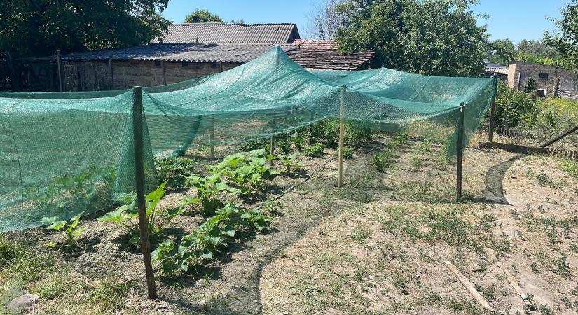 Vöröskód – Avagy hogyan védjük növényeinket a tűző naptól?