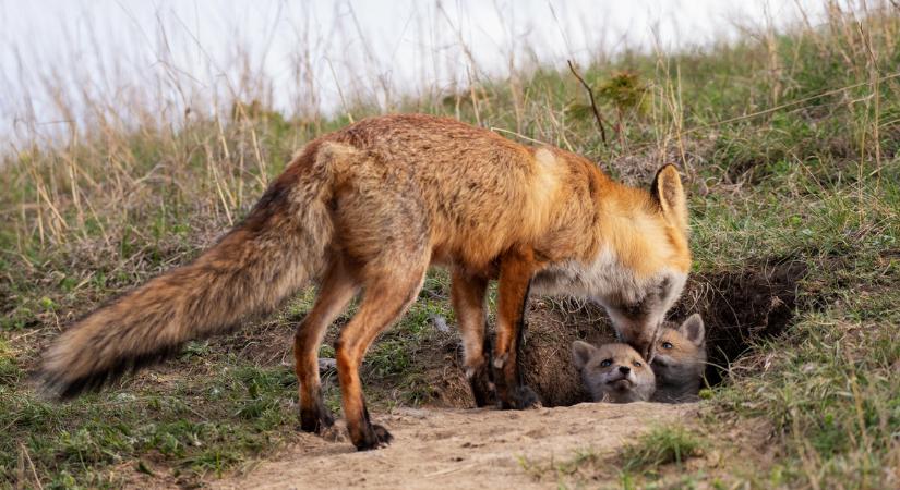 Kegyetlen módszerrel ölik a vadászok az állatokat, közben a kutyájuk is szenved
