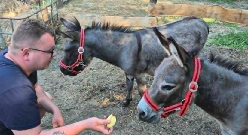 Meglepetés állatok a szamárfarm születésnapján - Mutatjuk a bájos VIP vendégeket