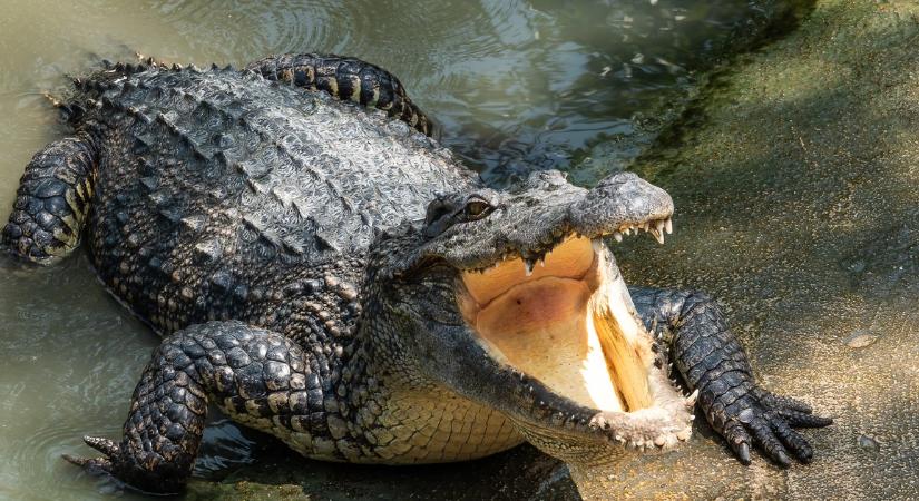 Krokodilok közé dobta a hároméves gyermeket, aztán autóval akart elmenekülni
