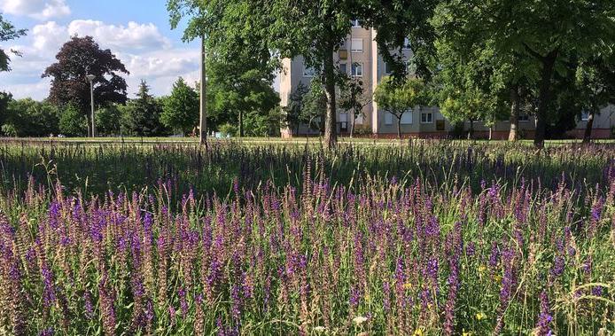 KÖZGYŰLÉS – Nem kötelező évente háromszor kaszálni