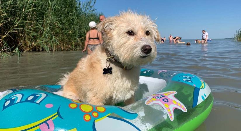Tíz éve még csak 8, idén már 22 kutyabarát strand várja a fürdőzőket