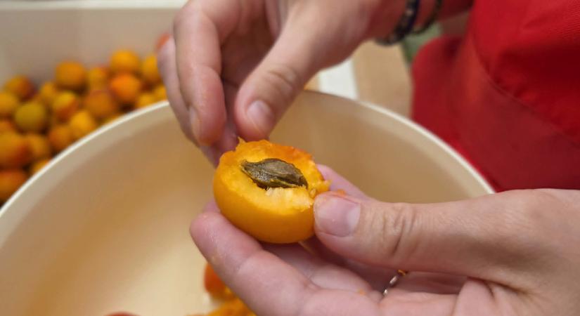 Idén megfizethetőbb a sárgabarack