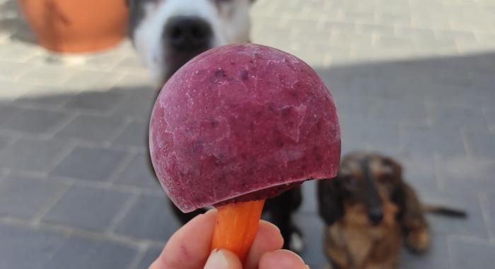 Kutyafagyi recept – Hűsítő finomság kedvencünknek